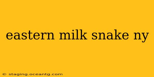 eastern milk snake ny