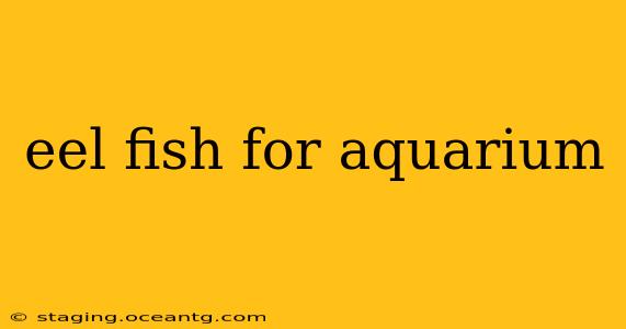 eel fish for aquarium