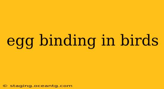 egg binding in birds