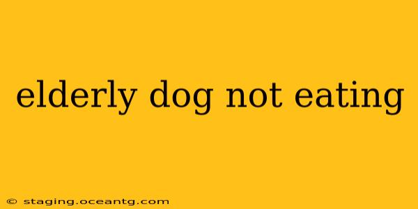 elderly dog not eating