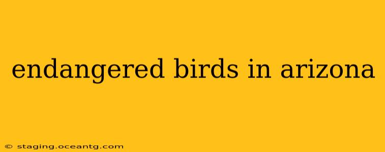 endangered birds in arizona
