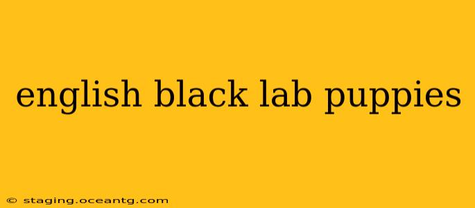 english black lab puppies