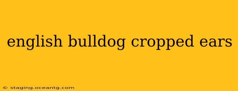 english bulldog cropped ears
