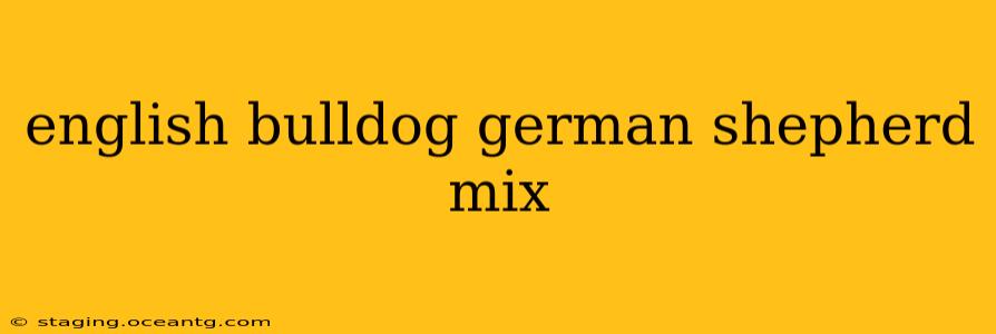 english bulldog german shepherd mix