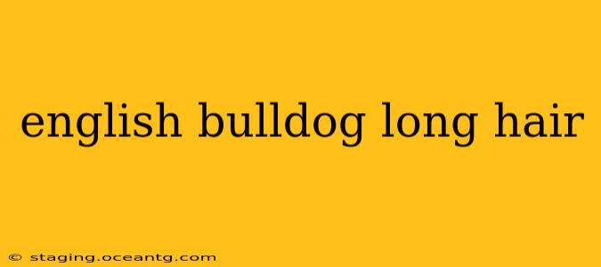 english bulldog long hair