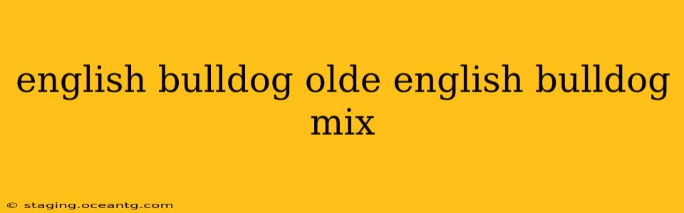 english bulldog olde english bulldog mix