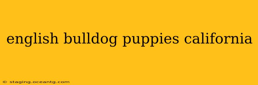 english bulldog puppies california