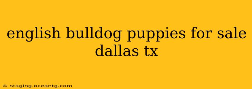 english bulldog puppies for sale dallas tx