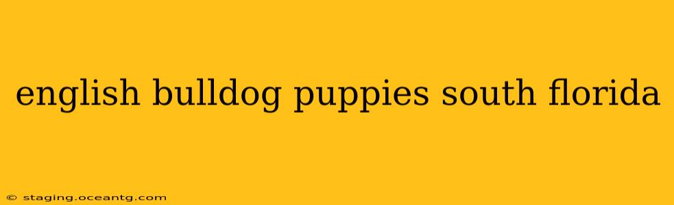 english bulldog puppies south florida
