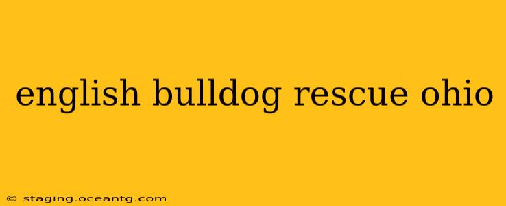 english bulldog rescue ohio
