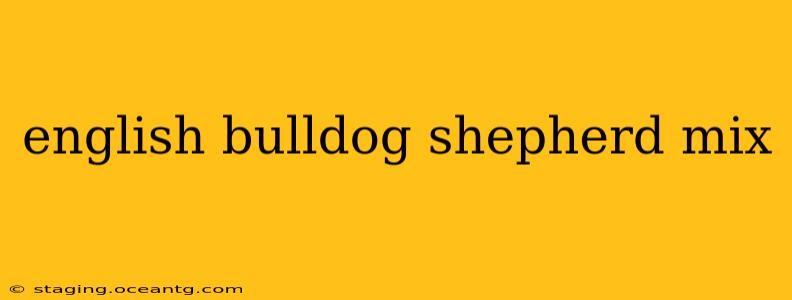 english bulldog shepherd mix