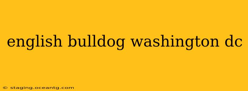 english bulldog washington dc