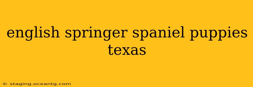 english springer spaniel puppies texas