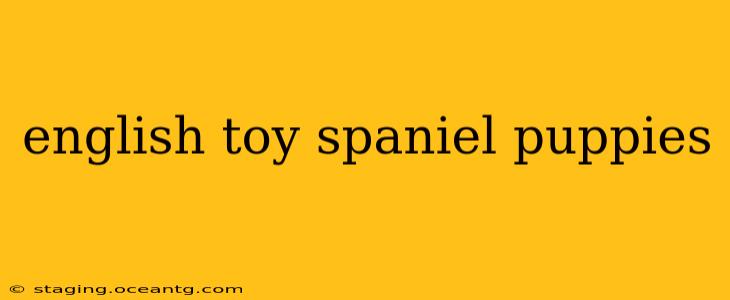 english toy spaniel puppies