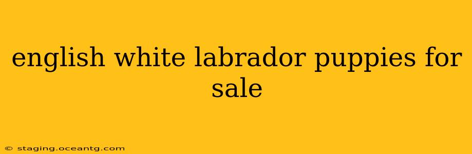 english white labrador puppies for sale