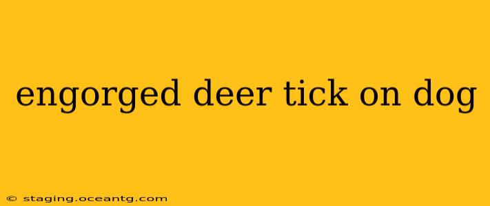engorged deer tick on dog