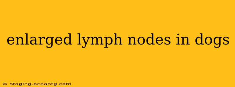 enlarged lymph nodes in dogs