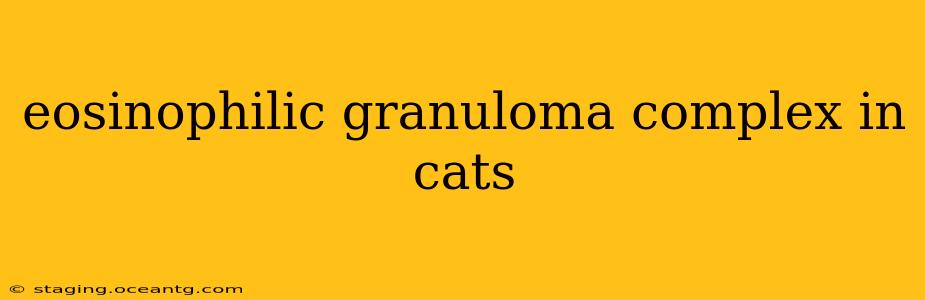 eosinophilic granuloma complex in cats