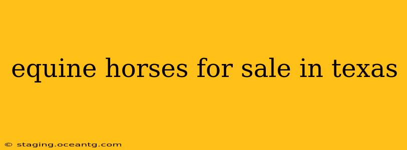equine horses for sale in texas