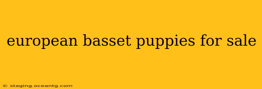european basset puppies for sale