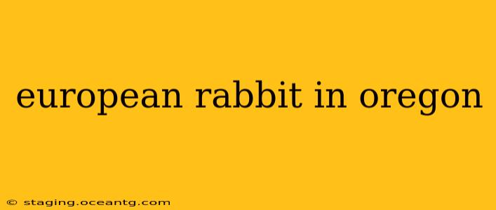 european rabbit in oregon