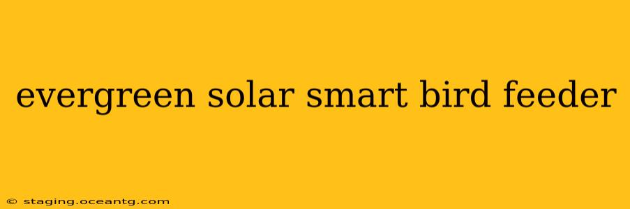 evergreen solar smart bird feeder