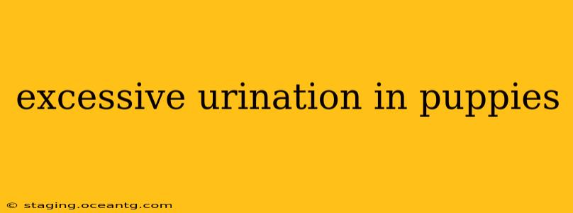 excessive urination in puppies