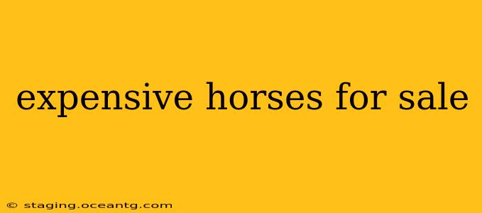 expensive horses for sale