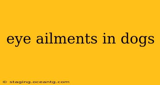 eye ailments in dogs