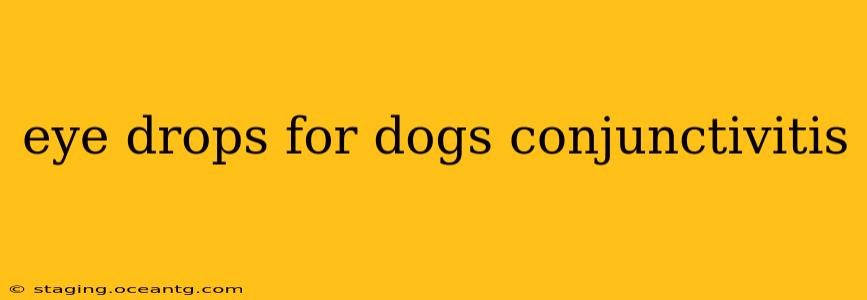 eye drops for dogs conjunctivitis