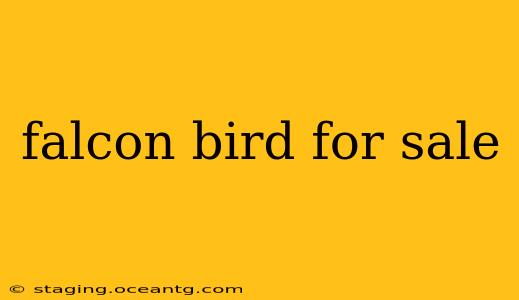 falcon bird for sale