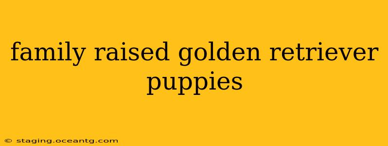 family raised golden retriever puppies