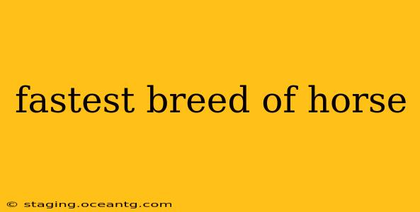 fastest breed of horse