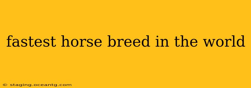 fastest horse breed in the world