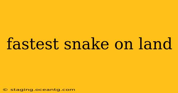 fastest snake on land
