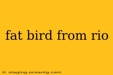 fat bird from rio