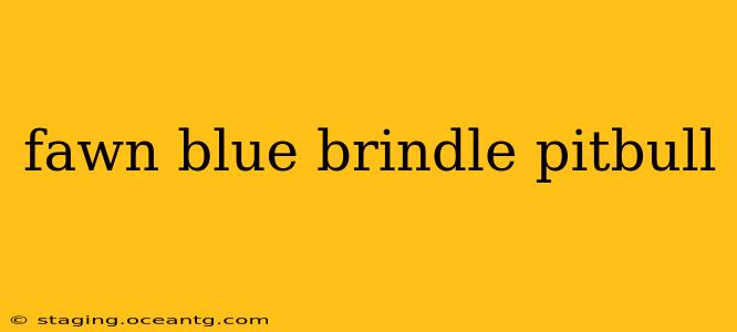 fawn blue brindle pitbull