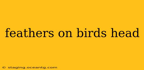 feathers on birds head