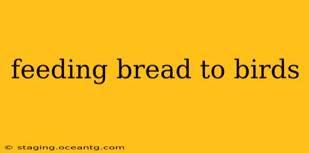 feeding bread to birds
