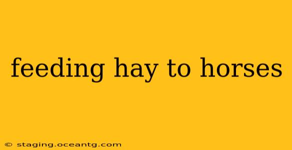feeding hay to horses