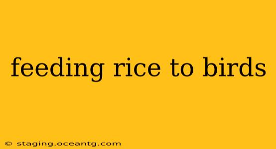 feeding rice to birds