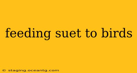 feeding suet to birds