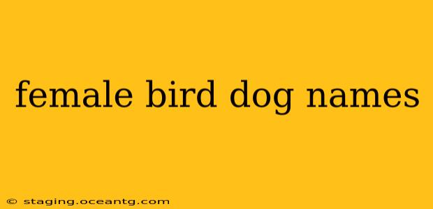 female bird dog names
