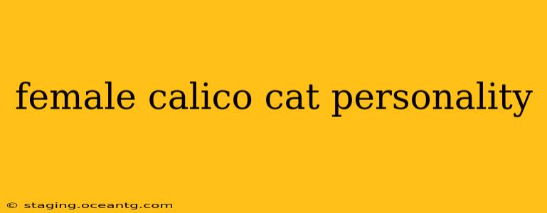 female calico cat personality