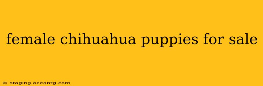female chihuahua puppies for sale