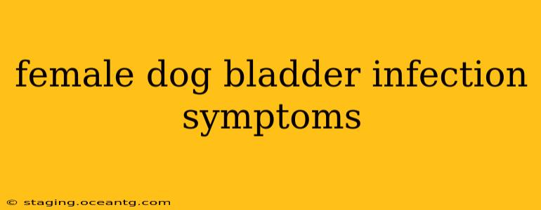 female dog bladder infection symptoms