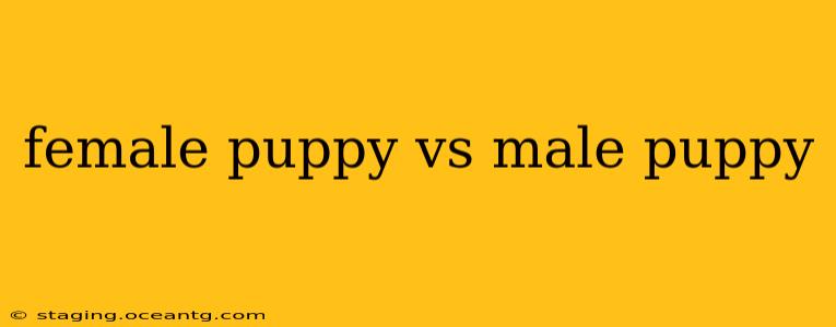 female puppy vs male puppy