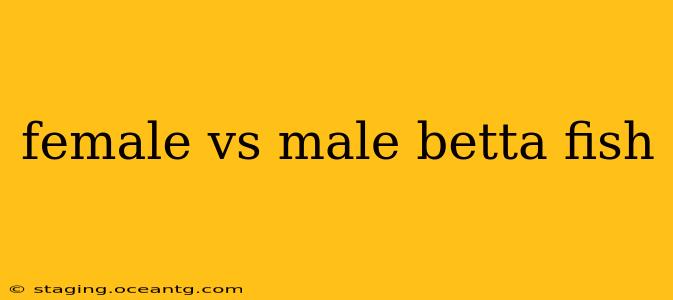female vs male betta fish