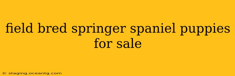 field bred springer spaniel puppies for sale