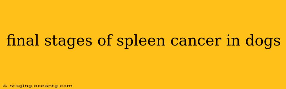 final stages of spleen cancer in dogs